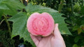 Barbie Pink Guava Plant - Psidium guajava - 4" Pot