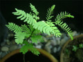 Brazilian Rain Tree - Pithecellobium - Living Weatherman - 4" Pot Brazilian Rain Tree - Pithecellobium - Living Weatherman - 4" Pot