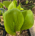 Stained Glass Hosta - HOSTA of the YEAR 2006! - Live Plant - Quart Pot Stained Glass Hosta - HOSTA of the YEAR 2006! - Live Plant - Quart Pot