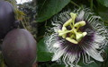 Possum Purple Edible Passion Vine Plant - Passiflora edulis - Exotic! - 4" Pot