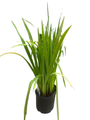 Blue Flag Iris Perennial - Iris versicolor - Gallon Pot