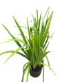 Blue Flag Iris Perennial - Iris versicolor - Gallon Pot