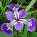 Blue Flag Iris Perennial - Iris versicolor - Gallon Pot