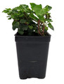 Peter Pan English Ivy - 2.5" Pot - Terrarium/Fairy Garden/House Plant