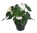 Beauty White Heart Anthurium Plant -Blooming House Plant - 6" Pot