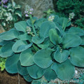 Blue Mouse Ears Hosta - 2008 Hosta of the Year - Dwarf - Quart Pot