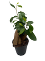 Chinese Ginseng Ficus Bonsai Tree - 4" Pot - House Plant or Bonsai