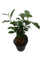 Chinese Ginseng Ficus Bonsai Tree - 4" Pot - House Plant or Bonsai