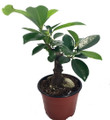 Chinese Ginseng Ficus Bonsai Tree - 4" Pot - House Plant or Bonsai