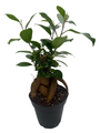 Chinese Ginseng Ficus Bonsai Tree - 4" Pot - House Plant or Bonsai