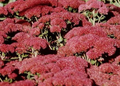 Autumn Fire Stonecrop Perennial - Sedum - Quart Pot