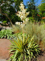Color Guard Yucca Plant - Adam's Needle - 2.5" Pot - Low Maintenance