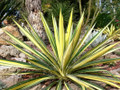 Color Guard Yucca Plant - Adam's Needle - 2.5" Pot - Low Maintenance