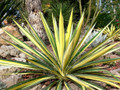 Color Guard Yucca Plant - Adam's Needle - 4" Pot - Low Maintenance