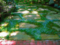 Blue Star Creeper - Isotoma fluviatilis - 3 Seasons of Blooms - Quart Pot
