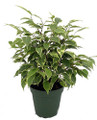 Starlite Express  Weeping Fig Tree - Ficus benjamina - 4" Pot
