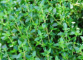 French Thyme Herb - Thymus Vulgaris - Live Plant - 3"  Pot
