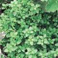 French Thyme Herb - Thymus Vulgaris - Live Plant - 3"  Pot
