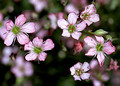 Pink Creeping Babies Breath Plant - Gypsophila repens rosea - Quart Pot