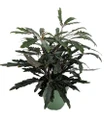 Mary Jane Castor Japanese Aralia - Dizygotheca elegantissima - 4" Pot