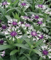 Amethyst in Snow Mountain Bluet - Centaurea montana - Live Plant -Quart Pot