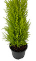 Lemon Scented Goldcrest Cypress Tree - Indoors/Out - 6" Pot