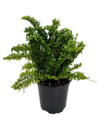 Squiggles Boston Fern - Nephrolensis exalta 'Emina' - 4" Pot