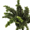 Squiggles Boston Fern - Nephrolensis exalta 'Emina' - 4" Pot