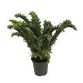 Squiggles Boston Fern - Nephrolensis exalta 'Emina' - 4" Pot
