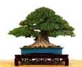 Oriental Weeping Fig Tree - Ficus - Bonsai or House Plant - 4" Pot