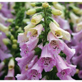 Camelot Lavender Foxglove - Digitalis - Hardy Perennial - Quart Pot