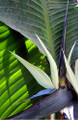 White Bird of Paradise Plant - Strelitzia - 4" Pot - Collector's Series White Bird of Paradise Plant - Strelitzia - 4" Pot - Collector's Series