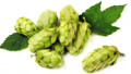 Cascade Beer Hops Vine- Humulus lupulus - Craft Brewer's Favorite - 4" Pot