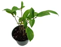 Banana Shrub - Port Wine Shrub - Michelia figo - 4" Pot - Indoors or Out