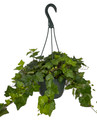 English Ivy - Hedera Helix - 6" Hanging Basket
