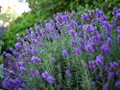 Phenomenal  Blue Lavender Herb - Inside/Out - Live Plant - Quart Pot