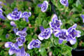 Blue Monkey Flower - Lindernia - 2.5" Pot - Terrarium/Fairy Garden/Houseplant