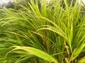 Beni-kaze Japanese Forest Grass - Hakonechloa - Shade Lover - 4" Pot