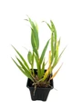 Beni-kaze Japanese Forest Grass - Hakonechloa - Shade Lover - 4" Pot