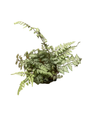 Japanese Painted Fern - Athyrium - Shade Lover - Hardy - Quart Pot