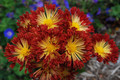Matchsticks Chrysanthemum - A Truly Hot Perennial - 3" Pot