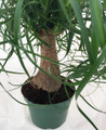 Guatemalan Red Ponytail Palm - Beaucarnea - 6" Pot - Live Plant