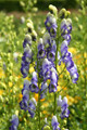 Bicolor English Monkshood - Aconitum - Shade - AGM Winner - Quart Pot