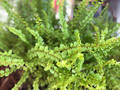 Lemon Button Fern - 3.5" Pot - Nephrolepis cordifolia Duffii - Live Plant