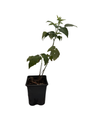 Jewell Black Raspberry Plant - Very Sweet - 3.25" Pot