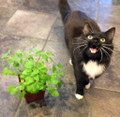 Catnip Plant - Nepeta - INSIDE OR OUTSIDE - 4" Pot