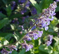 Catnip Plant - Nepeta - INSIDE OR OUTSIDE - 4" Pot