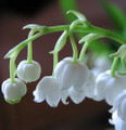 Giant Bordeaux Lily of the Valley 10 Pips (Roots) - Convallaria