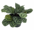Never Never Peacock Plant - Ctenanthea - Easy House Plant - 6" Pot