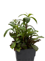 Starship™ Scarlet Cardinal Perennial Plant - Lobelia - Quart Pot